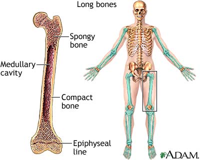Anatomy - skeletal system